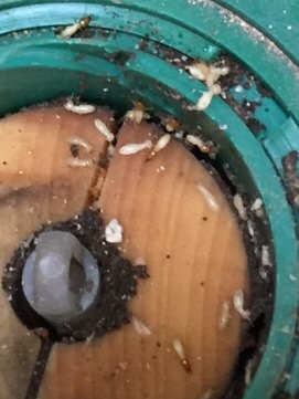 クリックで拡大 毒餌を食べさせて巣ごと退治する方法でシロアリ駆除を行っています。 茶色い頭が兵蟻(いわゆる兵隊アリ)白い頭が職蟻(いわゆる働きアリ)です。 これはイエシロアリという種類です。